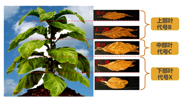 煙葉怎么分級？煙葉分級原理和方法